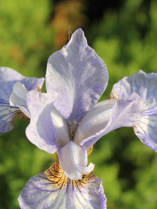 бело-фиолетовый цветок ириса - Наталья Золотых-Сибирская