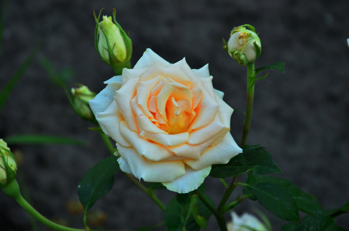 Белая роза - Леонид Железнов