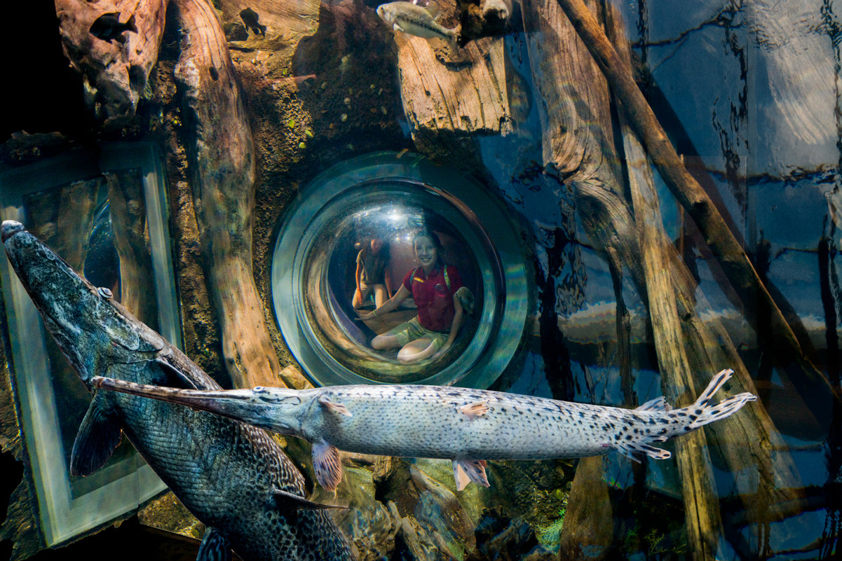 Камера наблюдений в аквариуме - MVMarina 