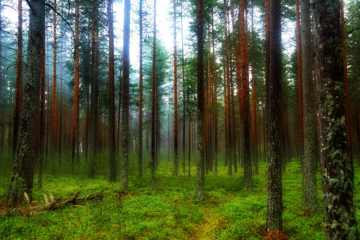 Утром в лесу - Владимир Брагилевский
