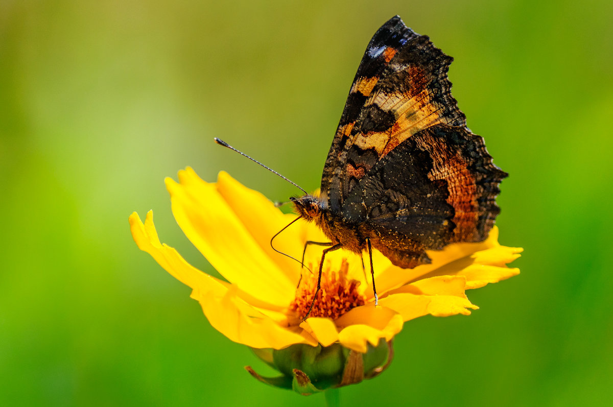 Бабочка своим хоботком высасывает нектар из  цветка. - Анатолий Клепешнёв
