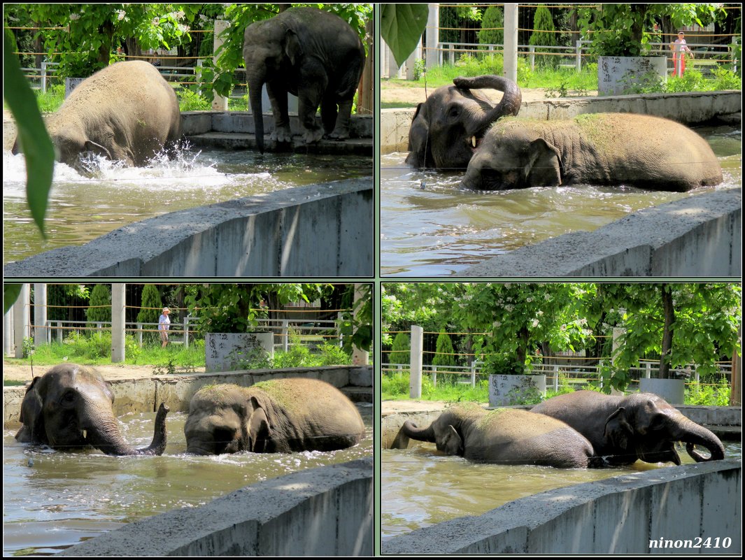 Летним днём в ростовском зоопарке - Нина Бутко