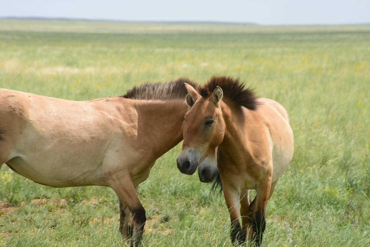Лошадь Пржевальского - redfox 