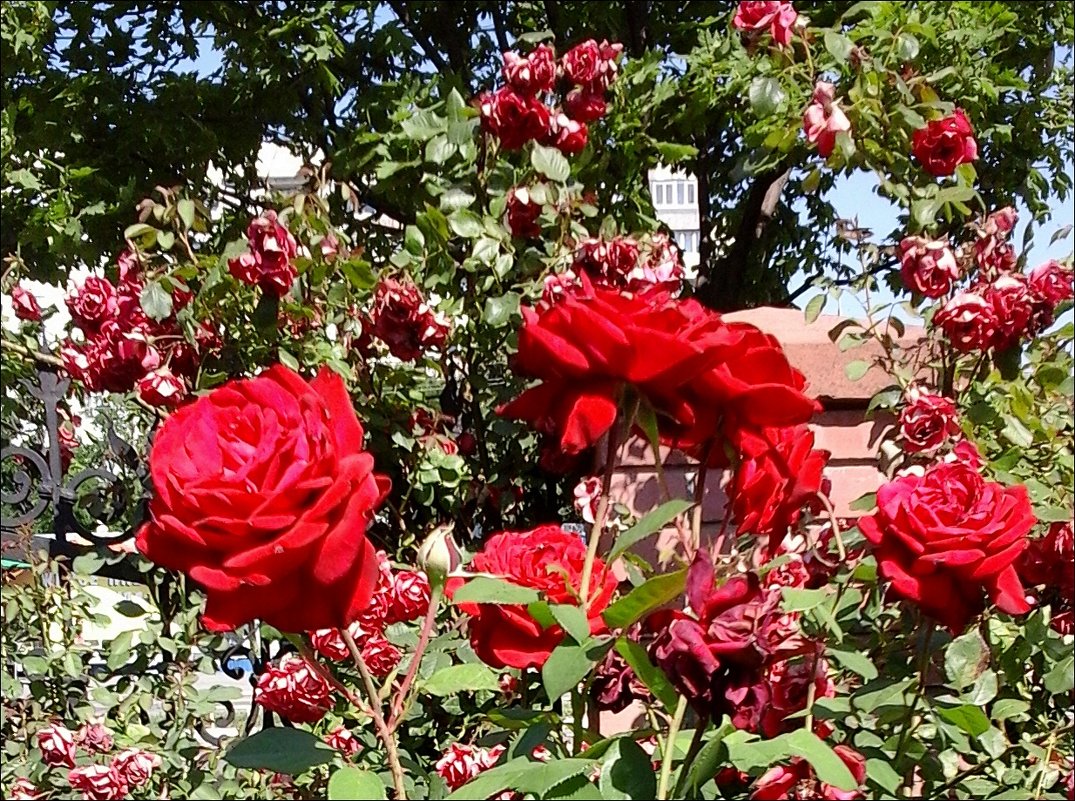 Розы из церковного двора - Нина Корешкова