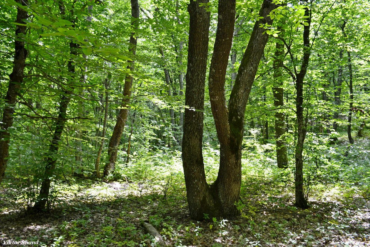 В лесу - Виктор Шандыбин