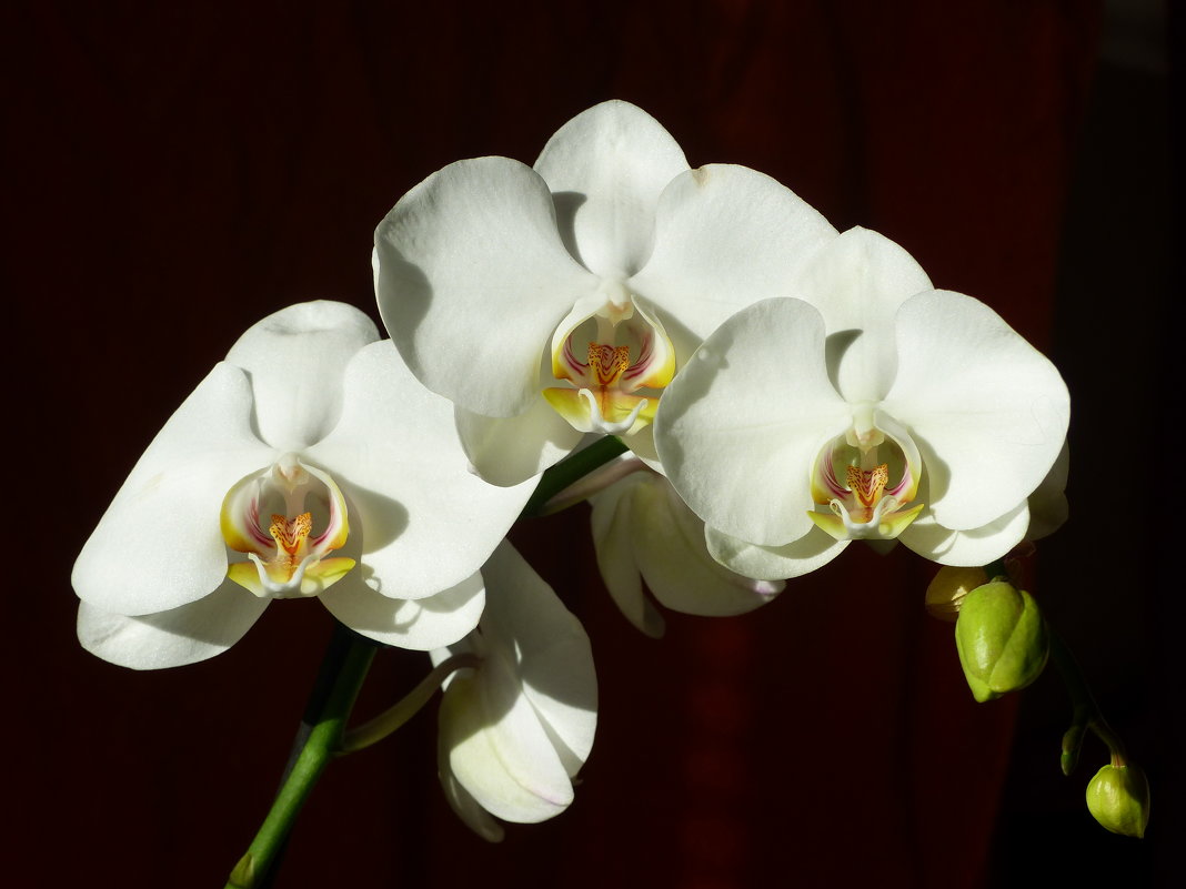 Орхидея фаленопсис белая - Анна Хоменко