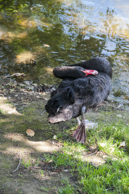 Чёрный лебедь - marmorozov Морозова