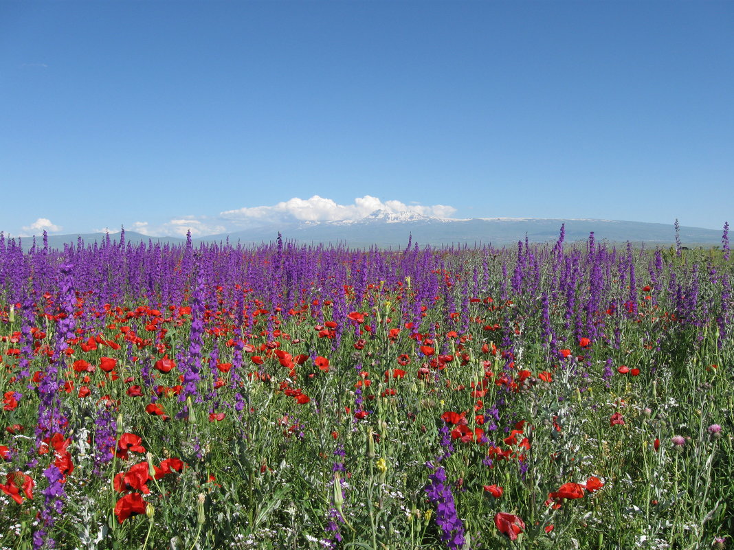 Цветы Армении - Volodya Grigoryan