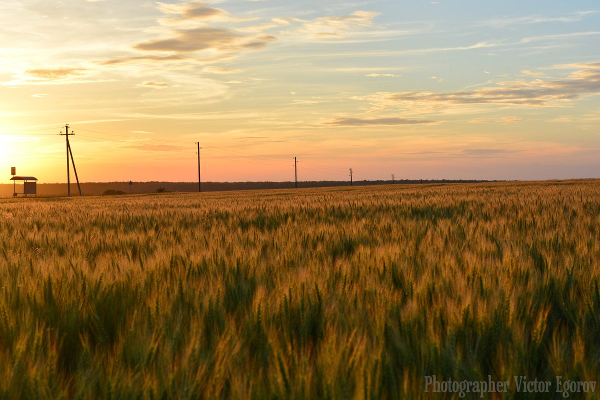 Поле пшеницы на закате - Виктор 
