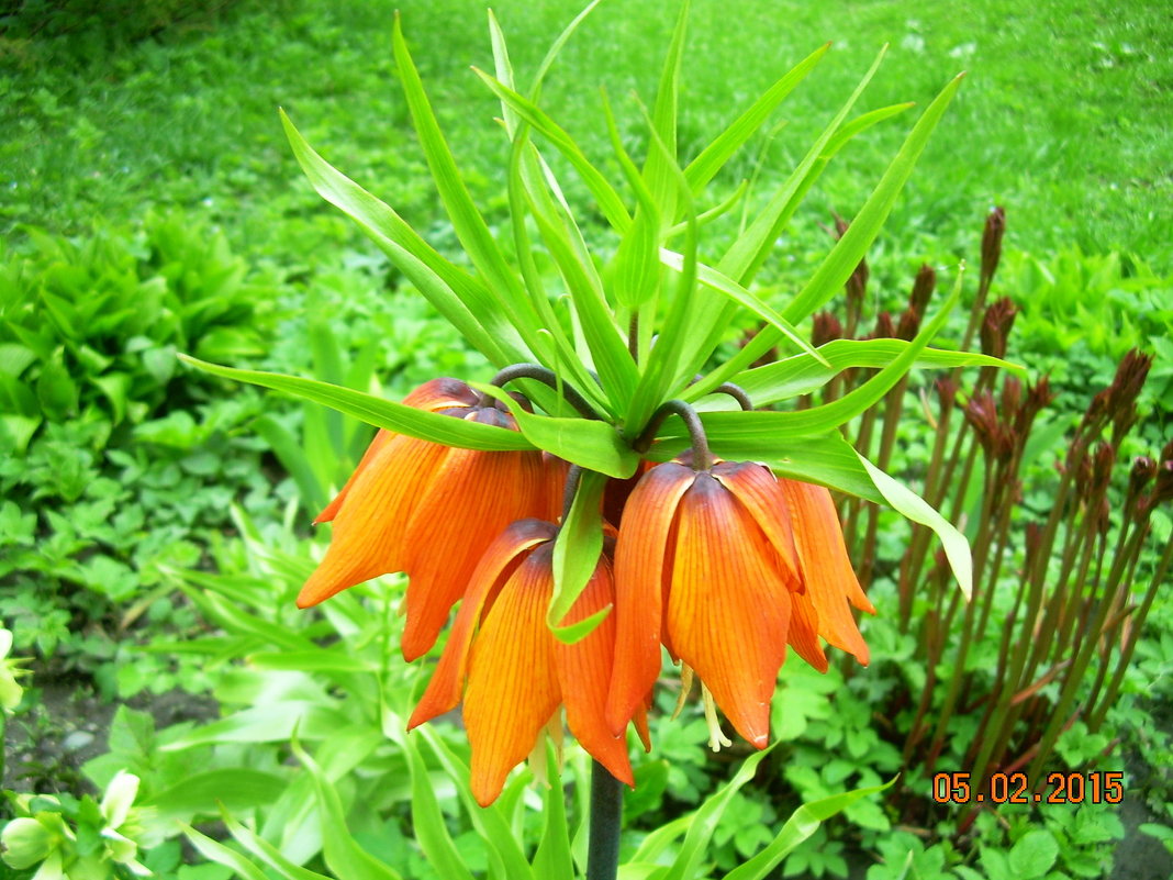 Королевский цветок - татьяна 
