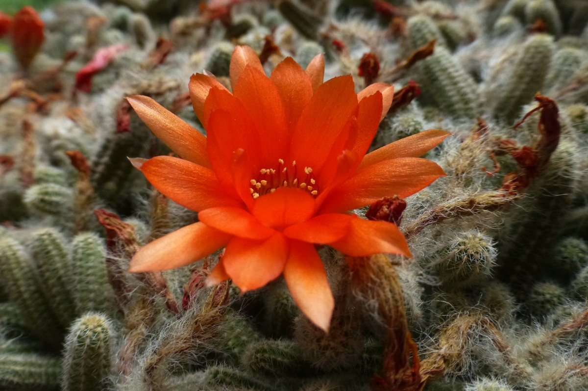 Цветущий кактус - Наиля 