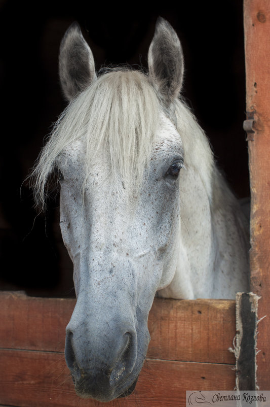 Портрет лошади - Светлана Козлова