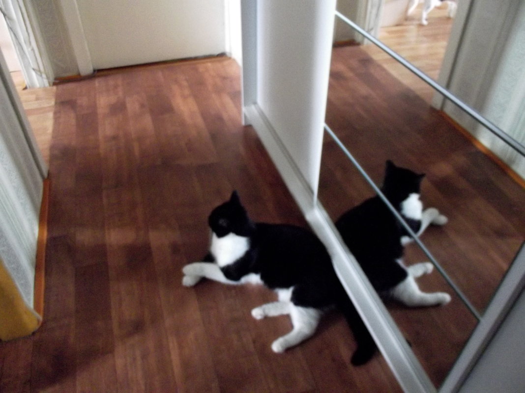 Кот в зеркале - Маргарита 