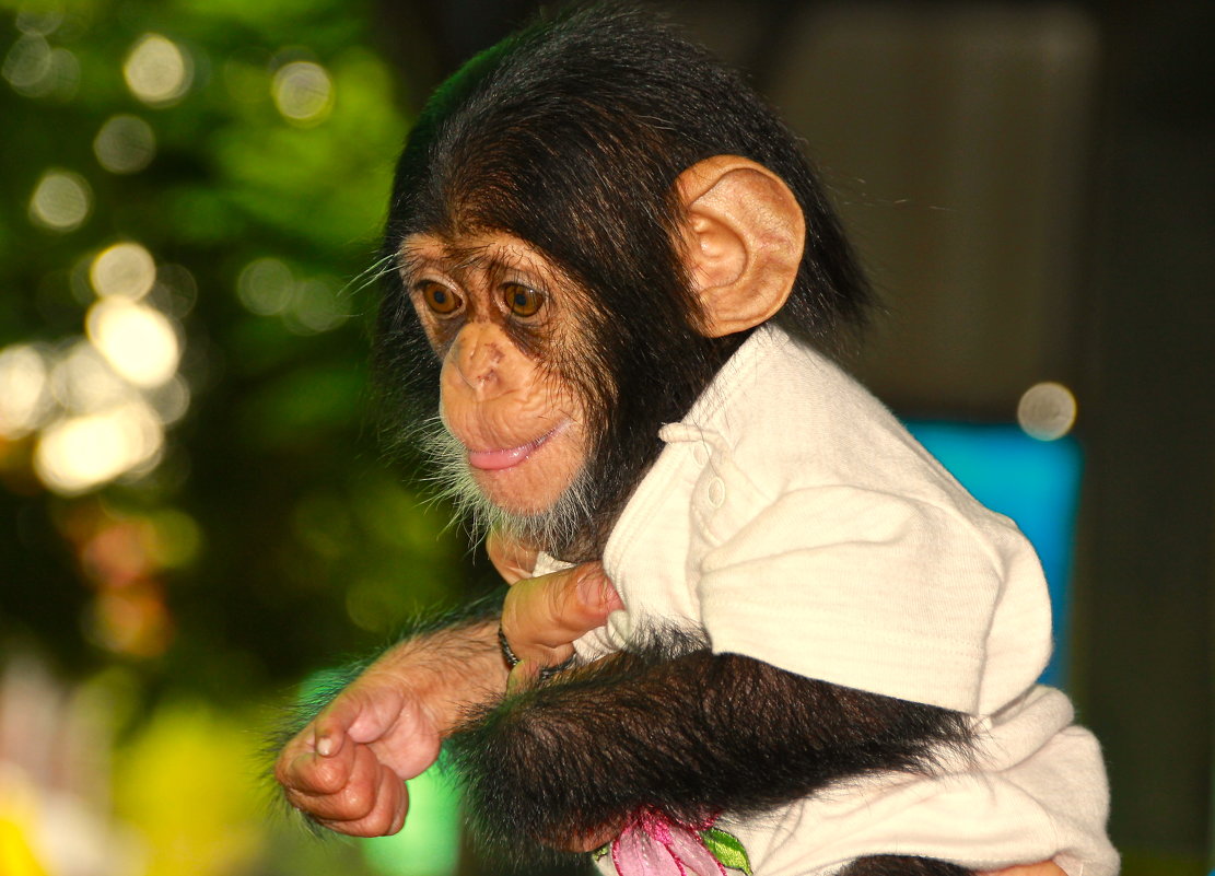 Малышка шимпанзе. - Лариса Борисова