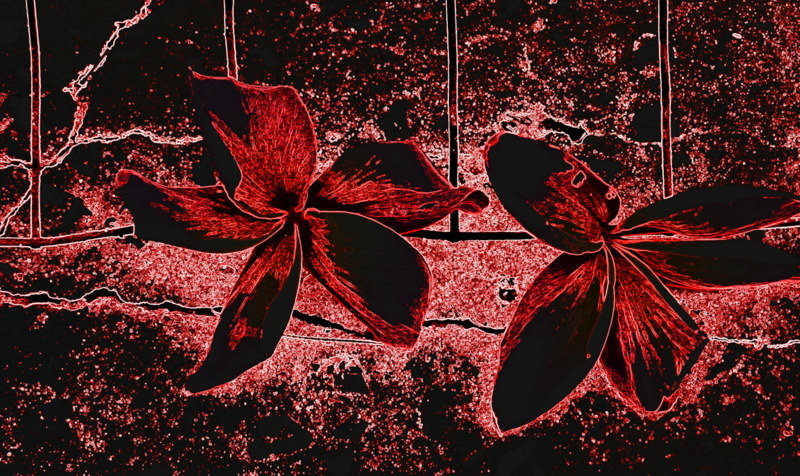 Цветы плюмерии - Герович Лилия 