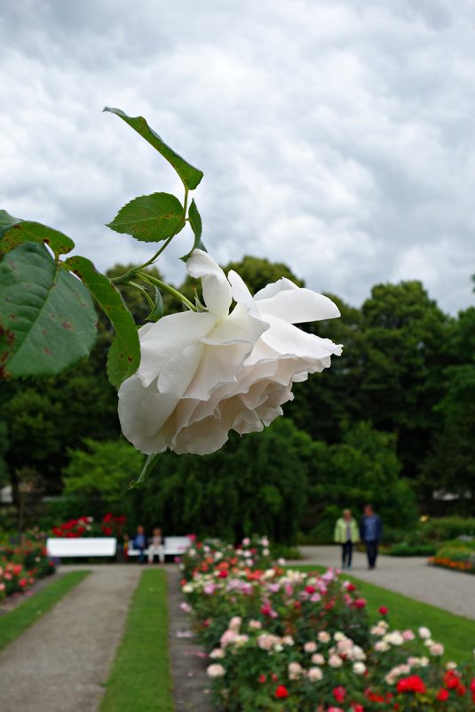 В Ботаническом саду Аугсбурга время цветения роз!!! - Galina Dzubina