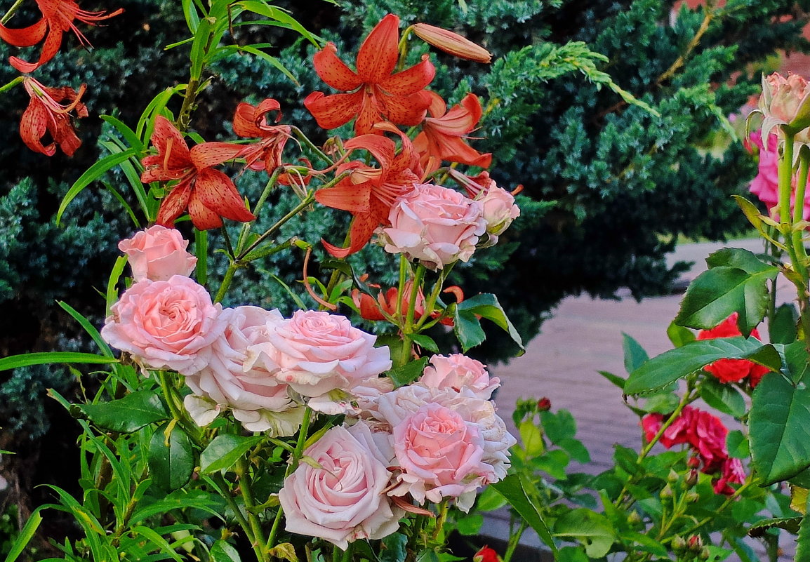 Розы в монастырском саду. - Геннадий Александрович