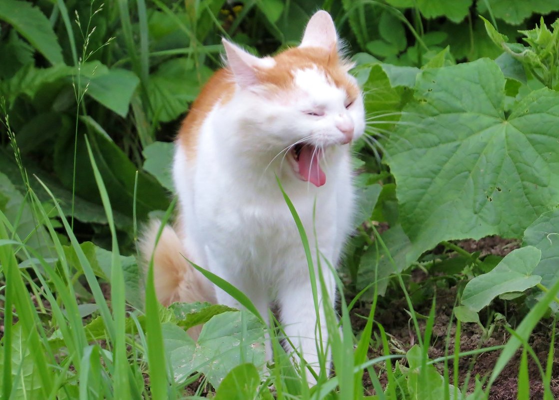 кот зевает - валя 