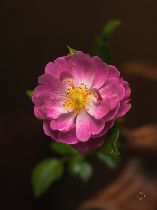 Цветок шиповника - Виталий 