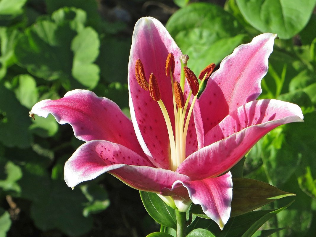 Прекрасная розовая лилия знает себе цену, подняв, как знамёна, стройные тычинки - Татьяна Смоляниченко