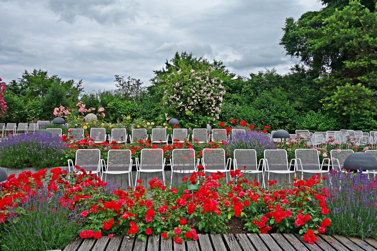 В Ботаническом саду Аугсбурга время цветения роз!!! - Galina Dzubina