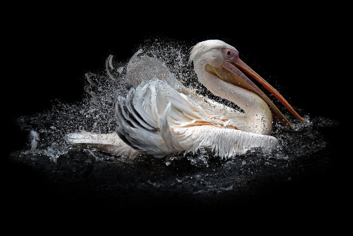 пеликаны - Михаил Бибичков