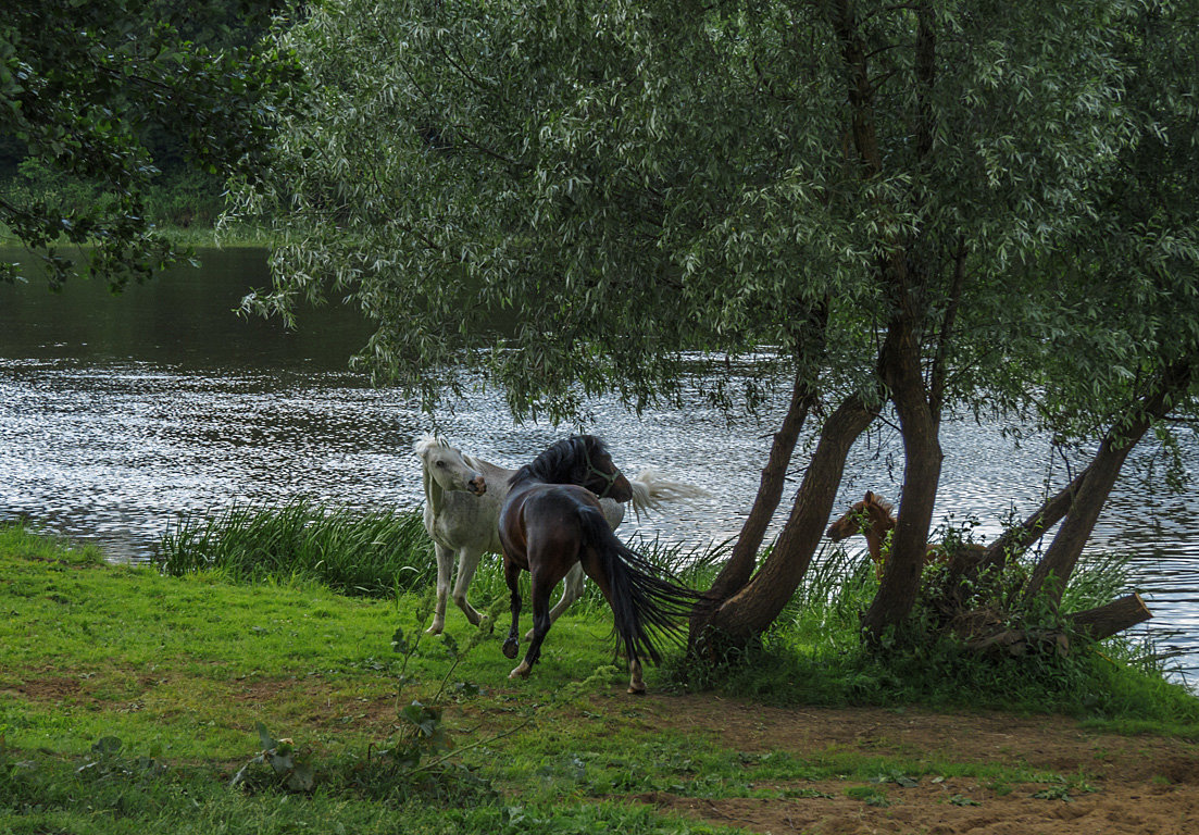 Играющие лошади - Сергей Цветков