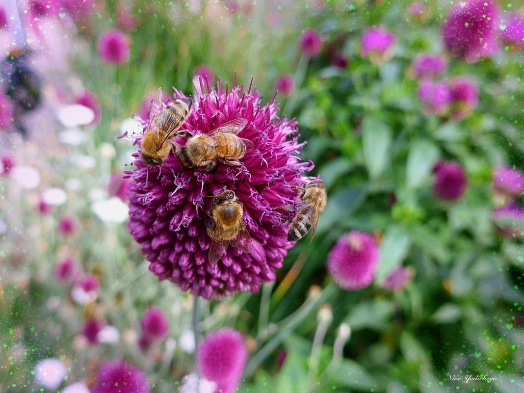 Пчёлы на цветке - Nina Yudicheva