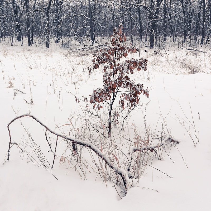 Lonely tree in snow - Roman 