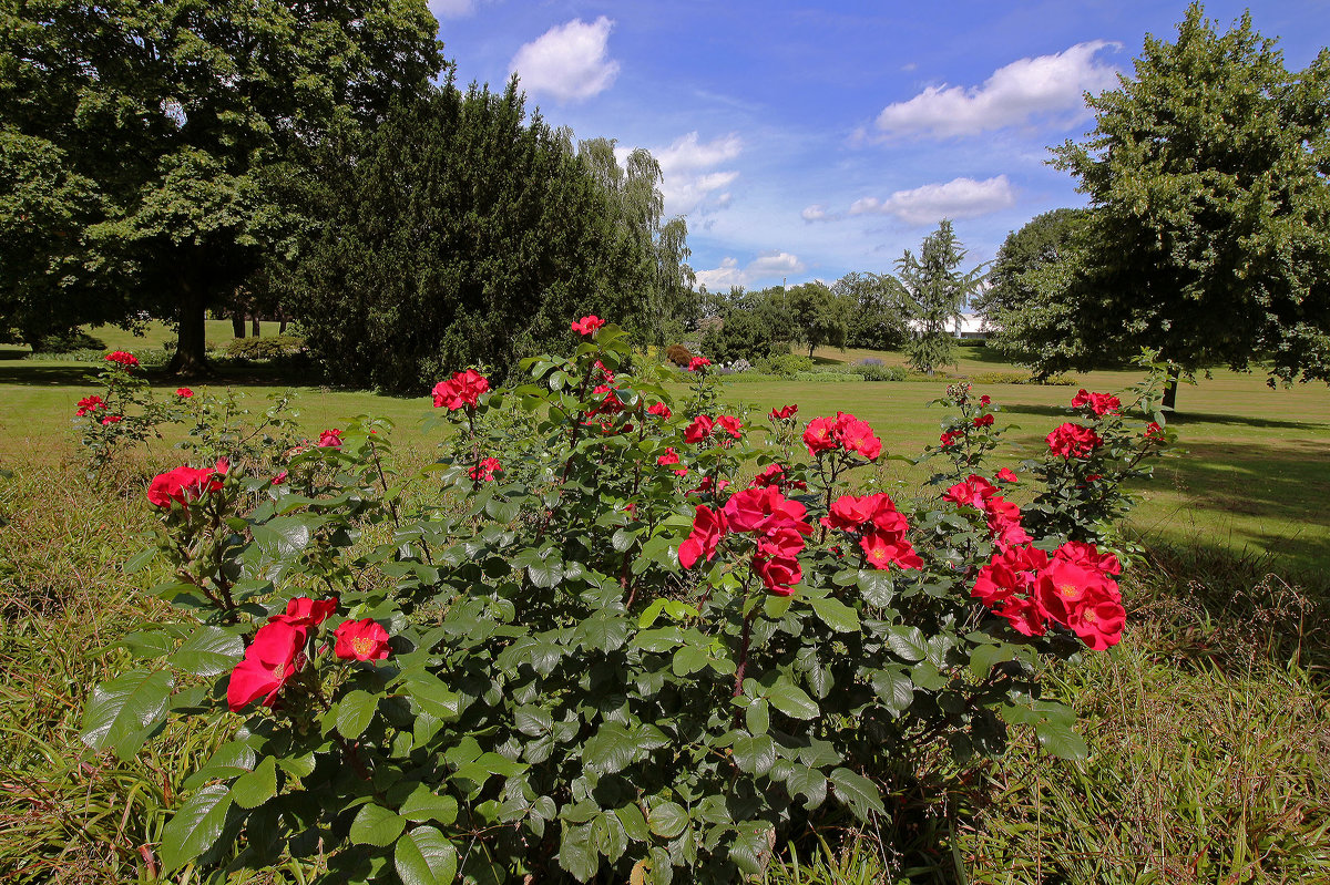 Розы в парке - Alexander Andronik