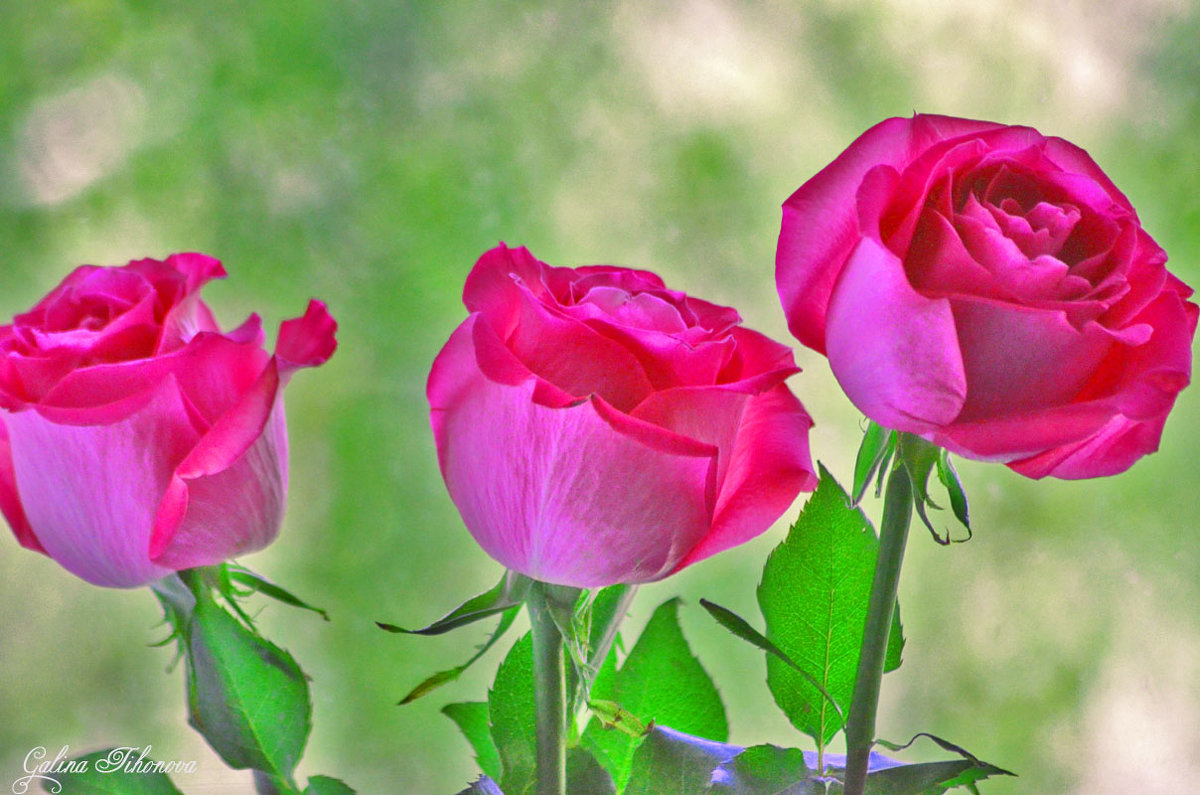 Розовые розы или воспоминания ушедших дней - galina tihonova