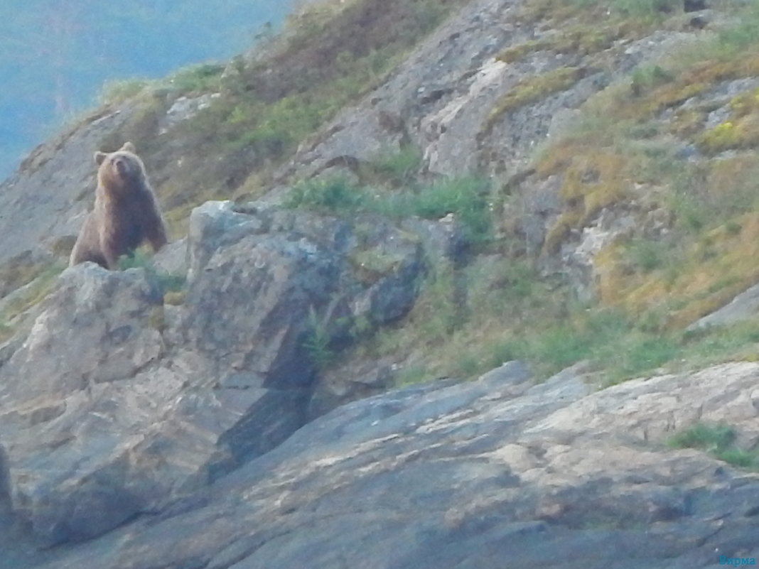 медведь на острове - Вирма Северная
