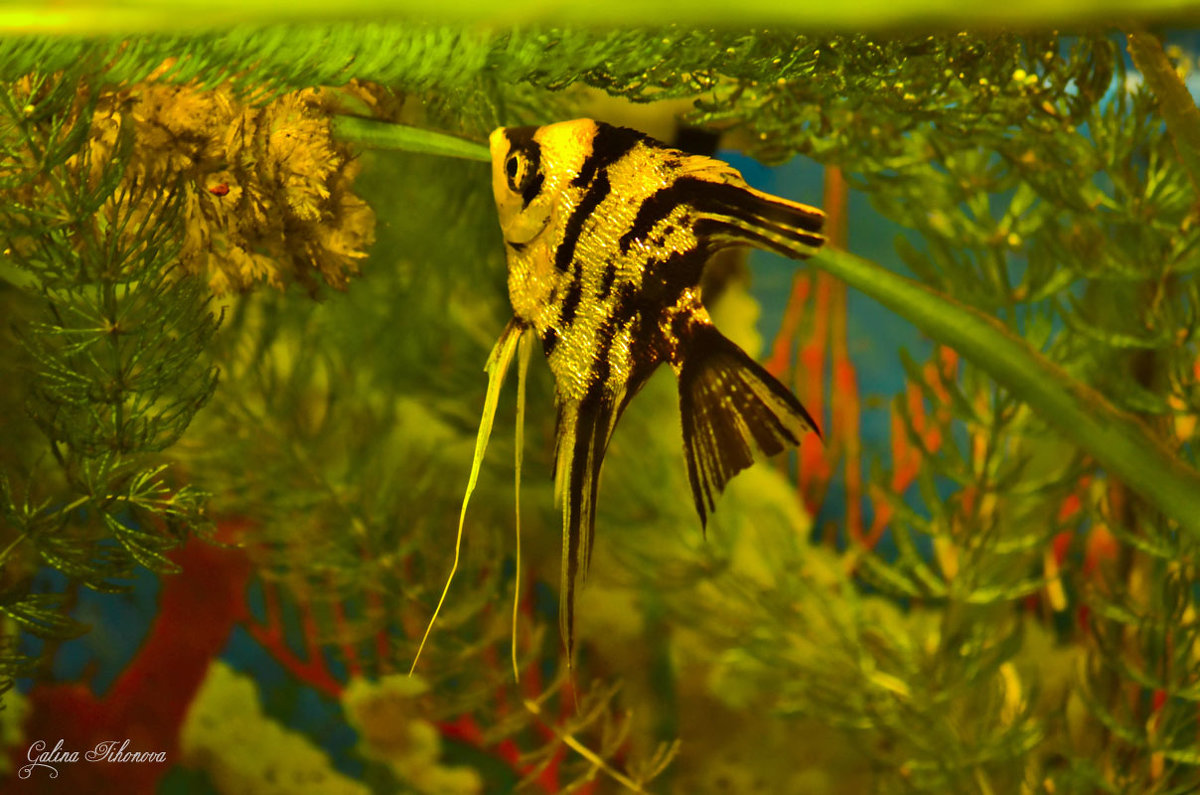 Скалярия - рыбка аквариума - galina tihonova