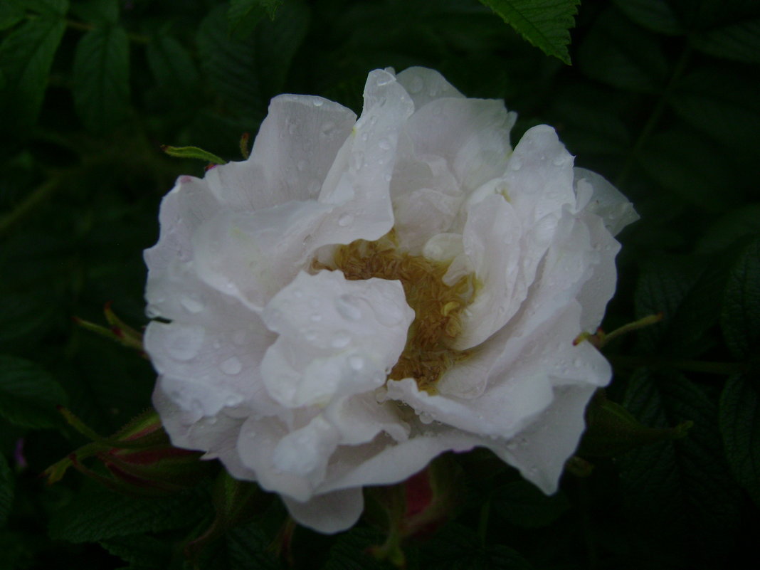 Акварельная роза Аландского архипелага - Марина Домосилецкая