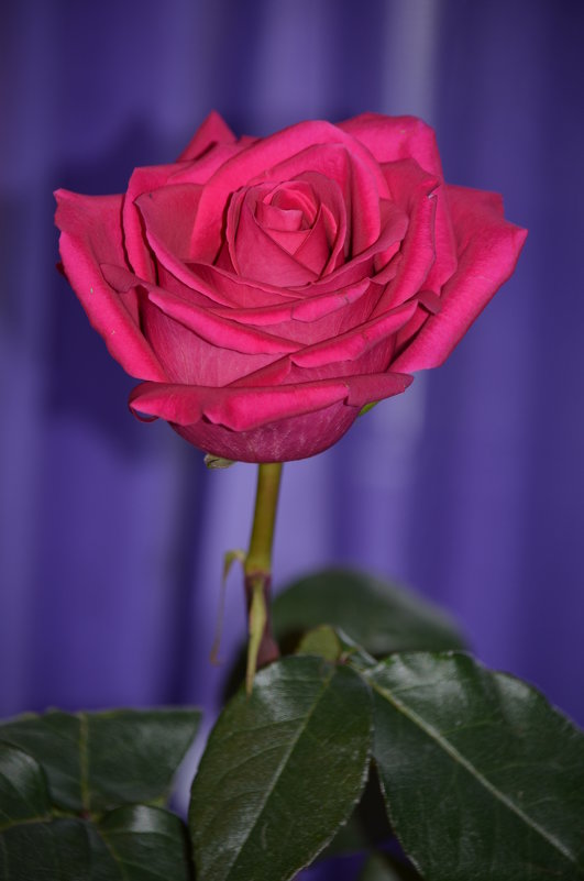 Розовые розы Светке Соколовой...... - Tatyana Nemchinova