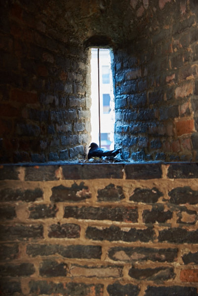 Голубиное гнездо в бойнице крепости Виченцы - Андрей Крючков