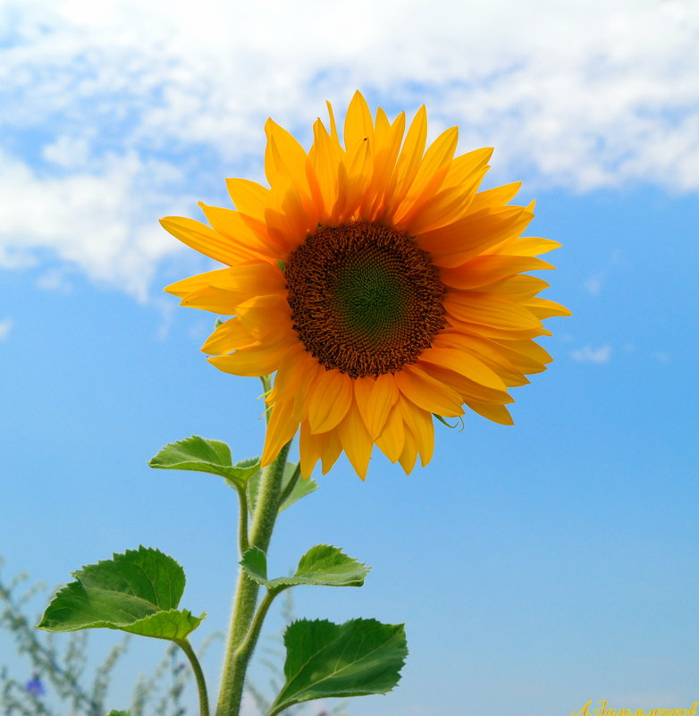 Солнечный цветок - Андрей Заломленков