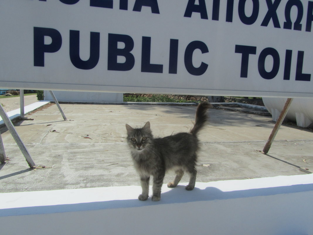 свободные кошки Кипра - Елена Шаламова