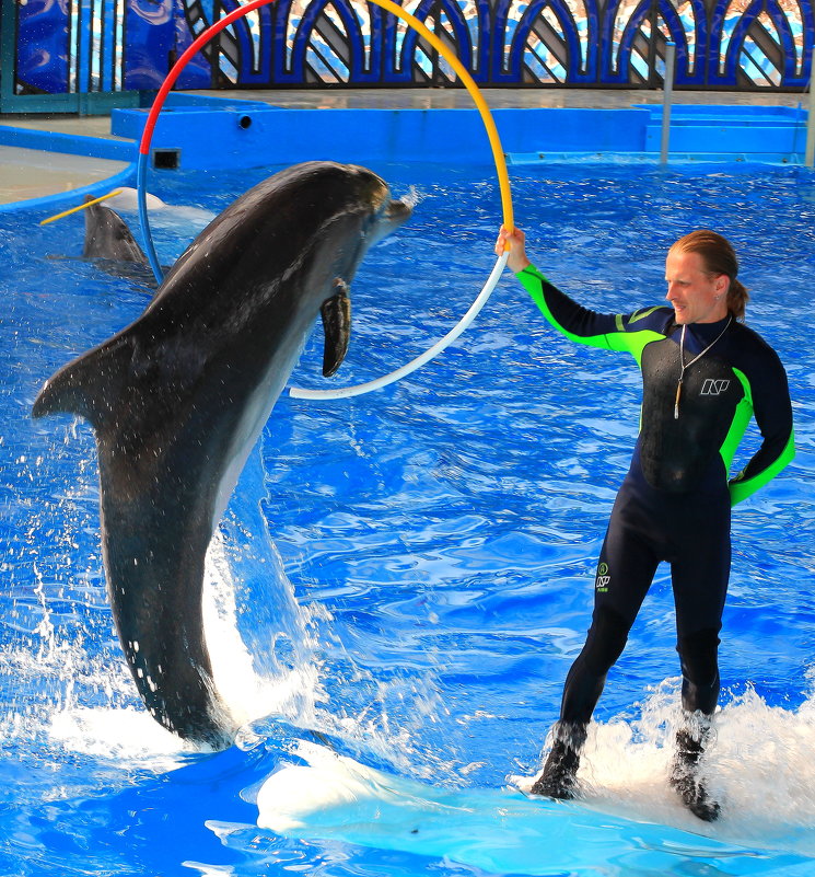Три в одном. Прыжок дельфина через кольцо, которое держит  тренер стоя на плывушей белухе - Vladimir 070549 