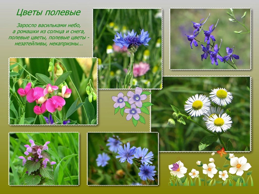 Названия полевых цветов с картинками