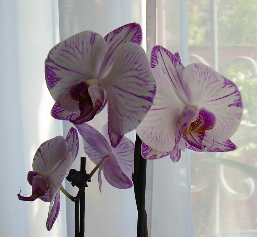 Орхидеи - татьяна 