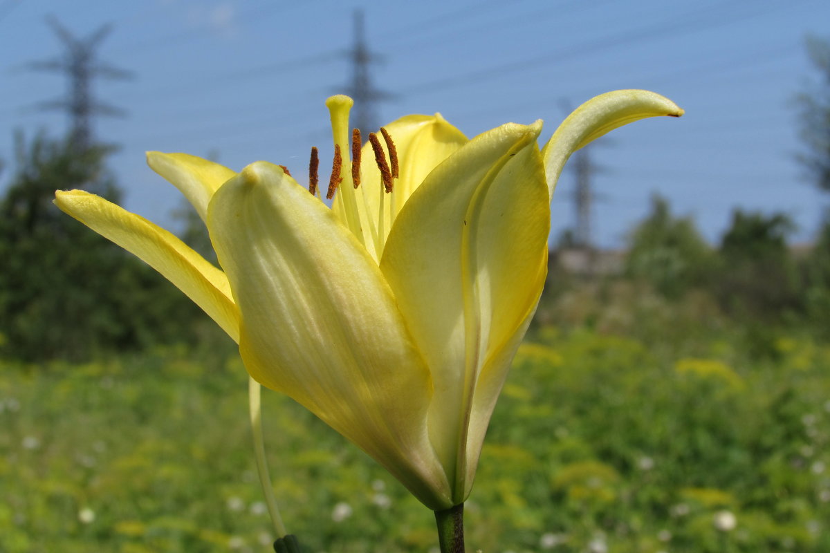 цветок - константин Чесноков