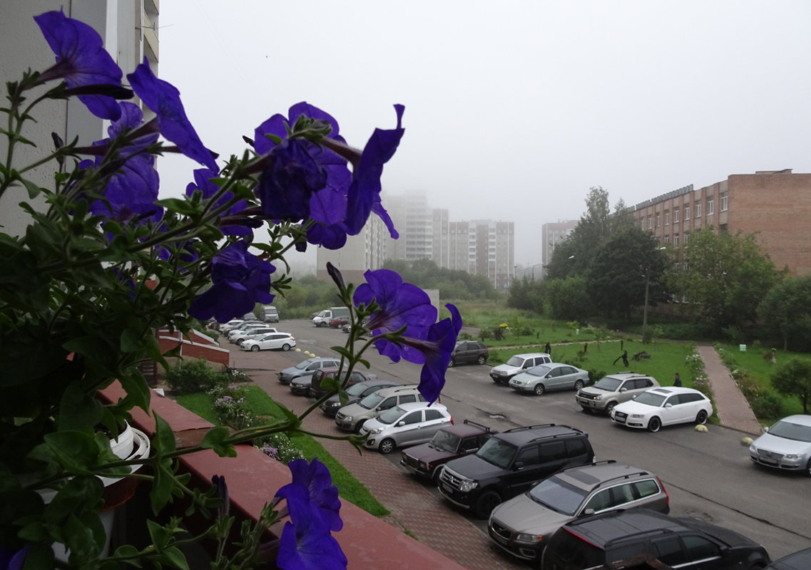 Утро туманное городское - Елена Смирнова