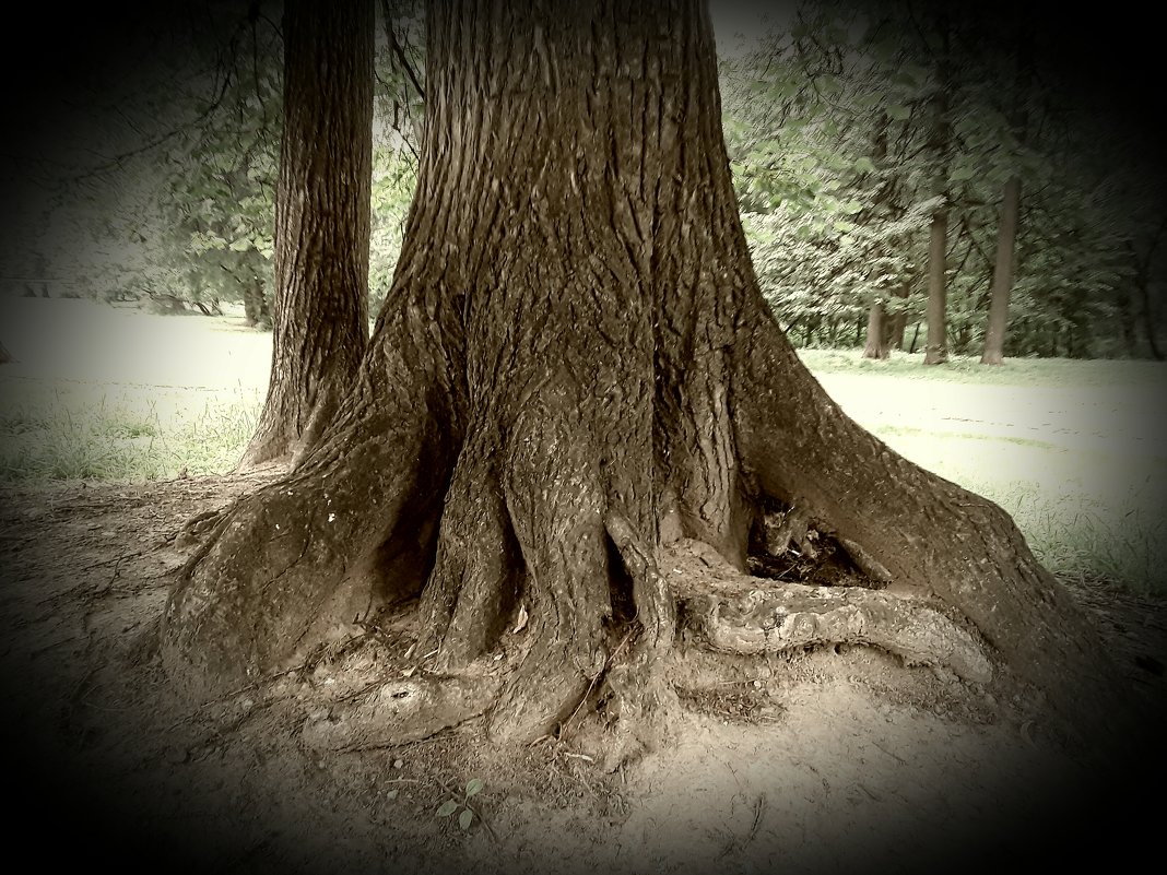 Tree roots. - Анатолий. Chesnavik.