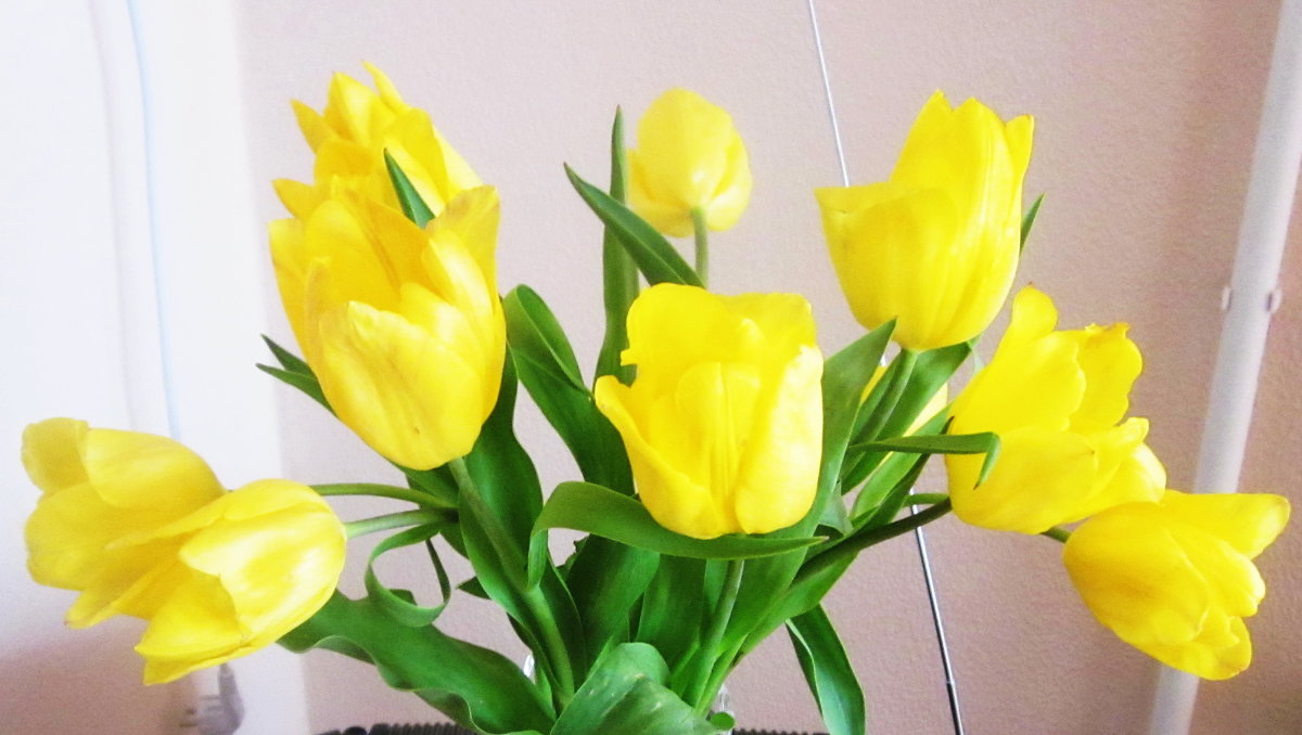 Желтые тюльпаны - татьяна 
