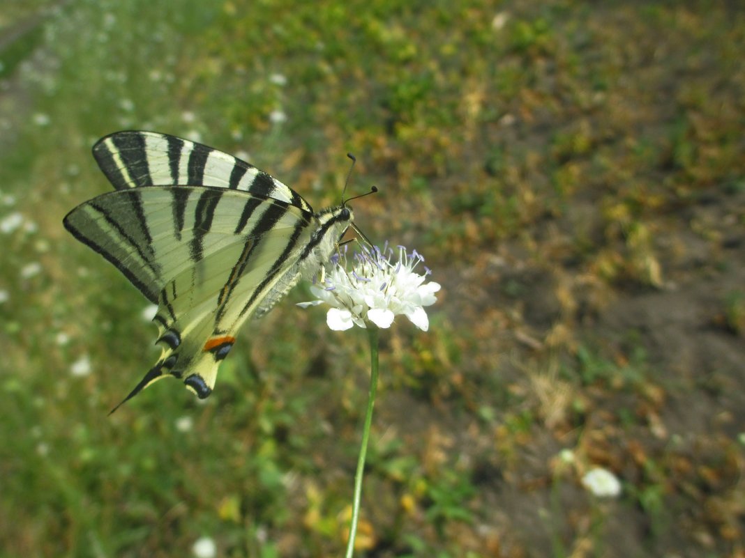 Бабочка опыляет цветочек полевой. - Андрей Балабуха