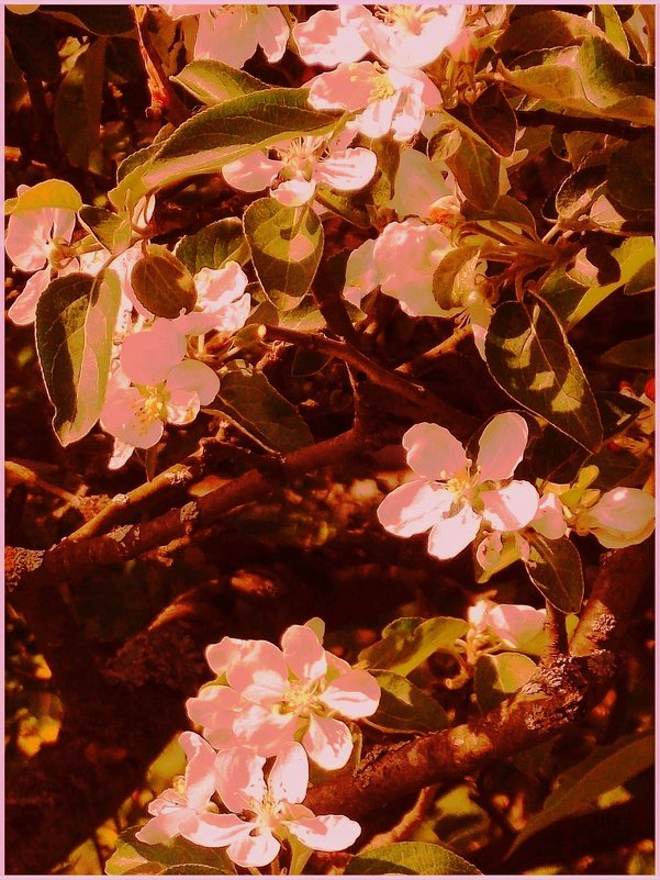 2.  Цветочки той яблони, возле которой скамейка - Фотогруппа Весна