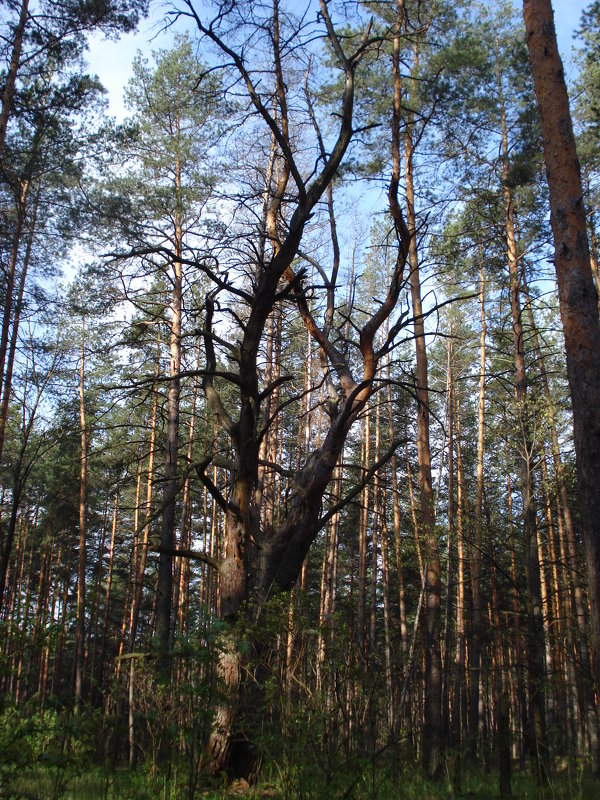 Этот лес в прошлом... - Irina Gizhdeu
