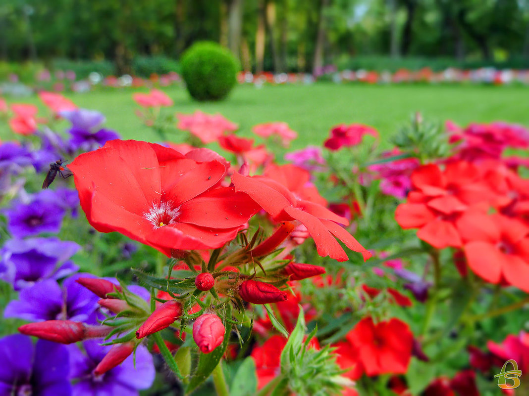 Красные цветы - Анастасия Белякова