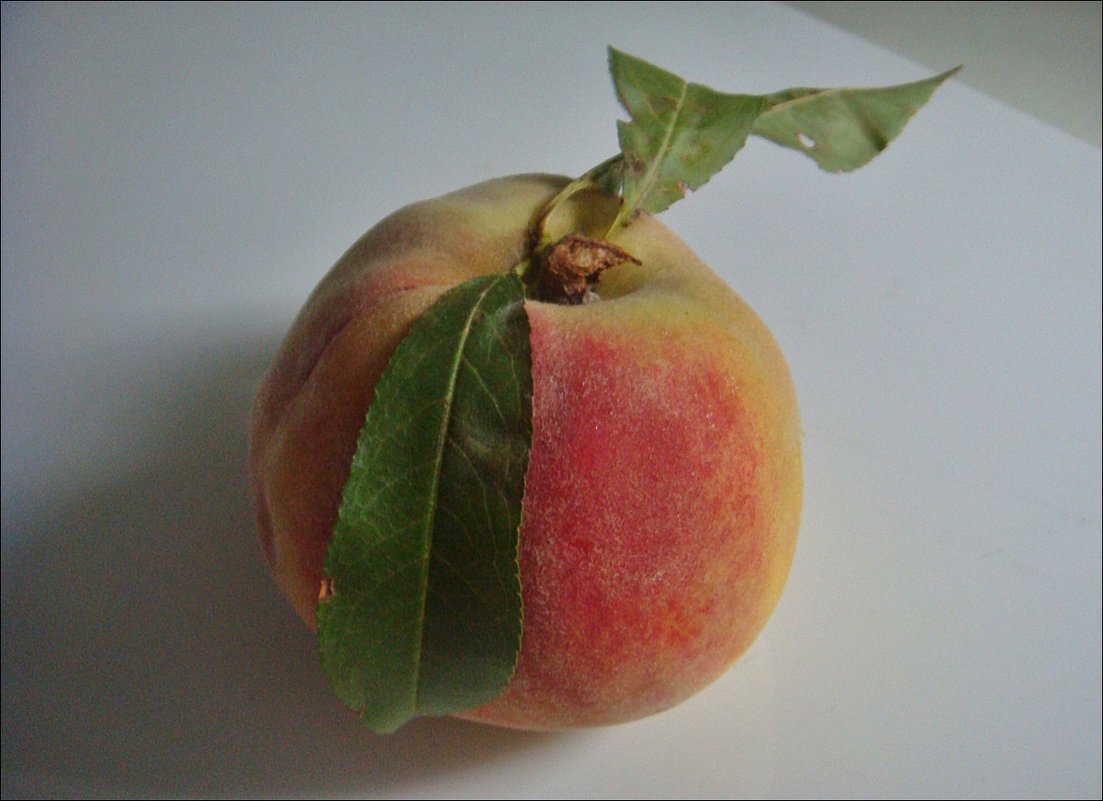 Персик с листочками - Нина Корешкова